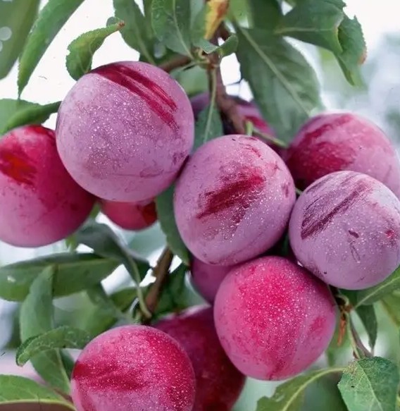 Santa Rosa japán szilvafa